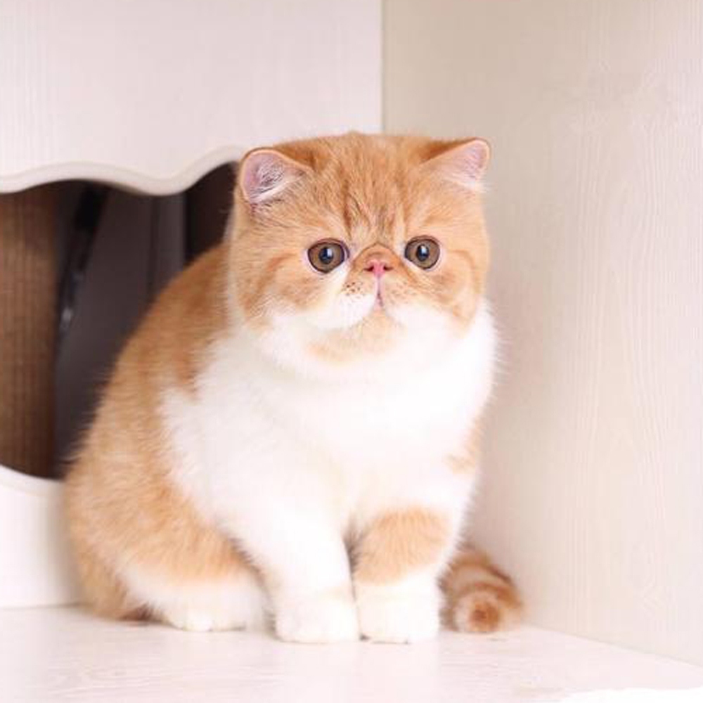 3 加菲猫