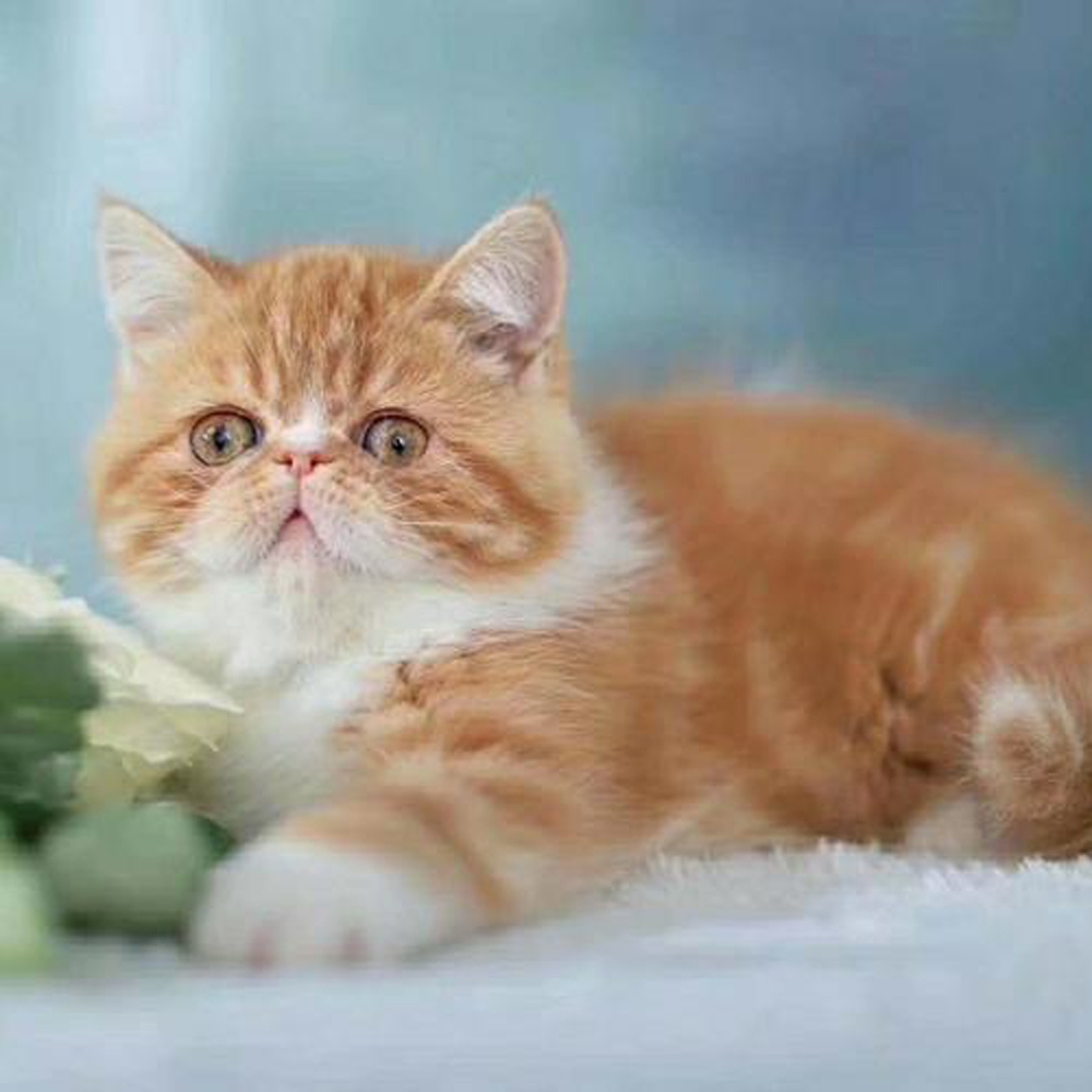 4 加菲猫
