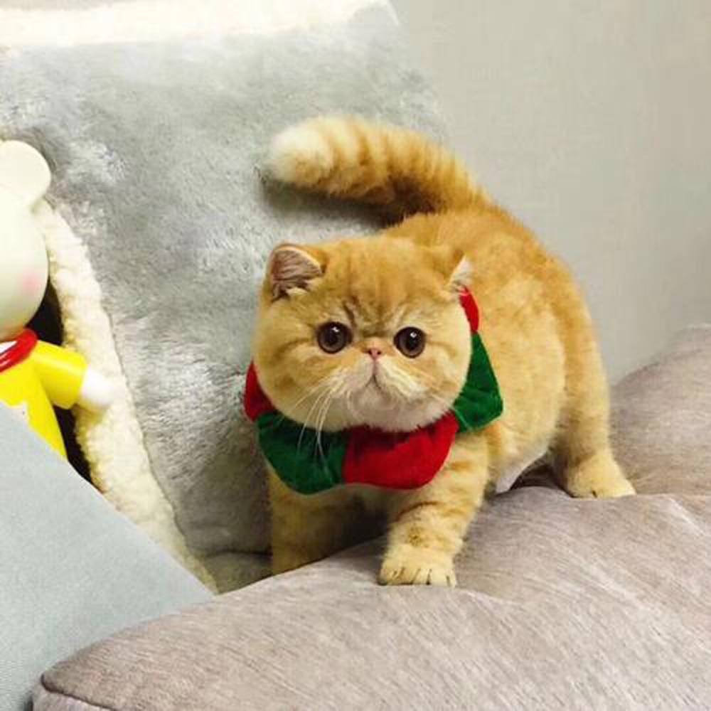 6 加菲猫