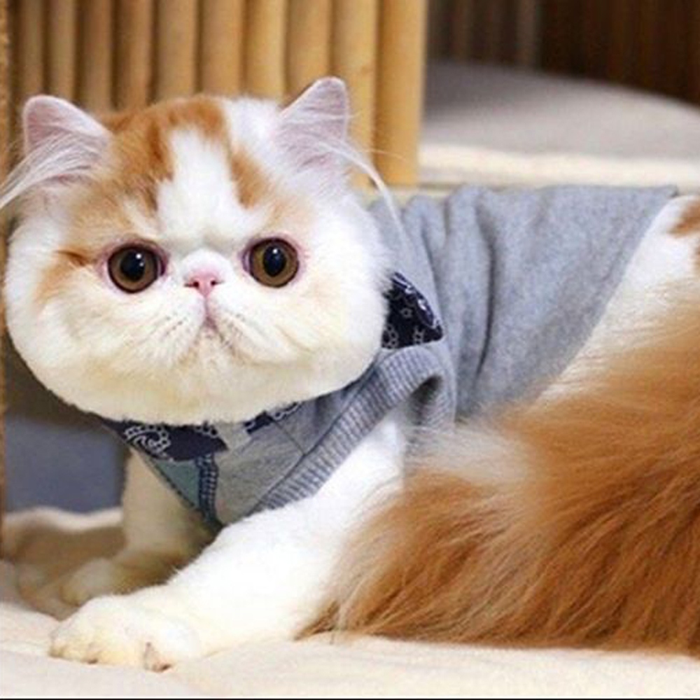 7 加菲猫