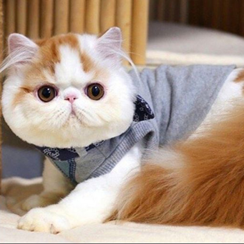 7 加菲猫