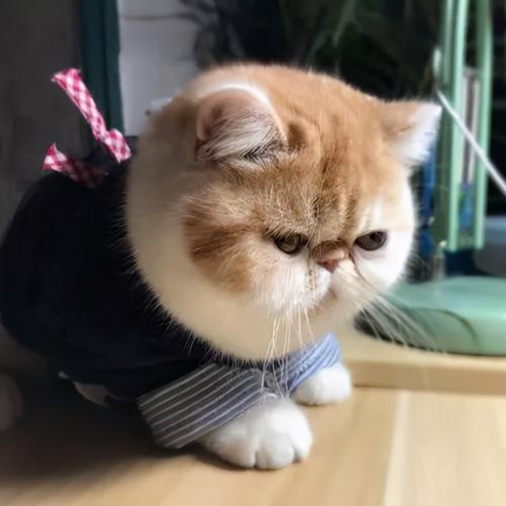 8 加菲猫
