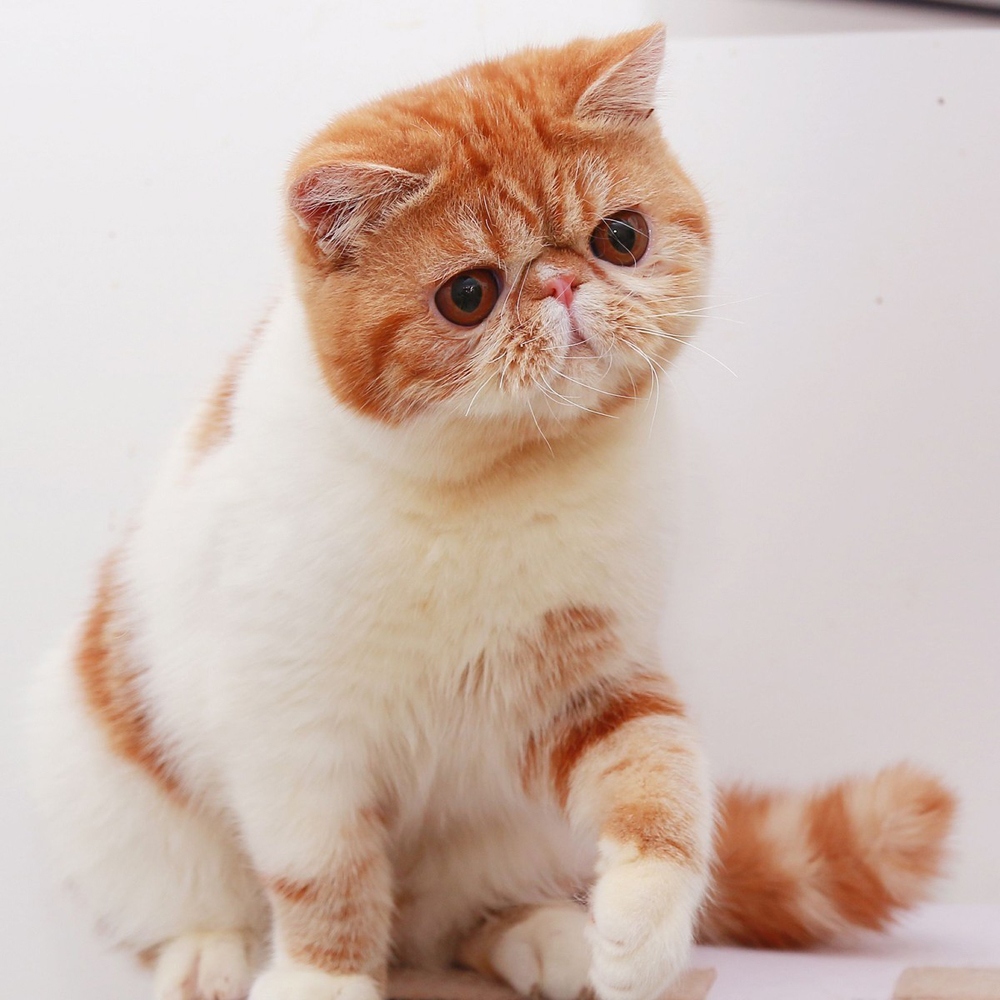 5 加菲猫
