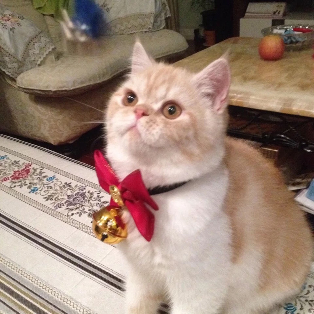 9 加菲猫
