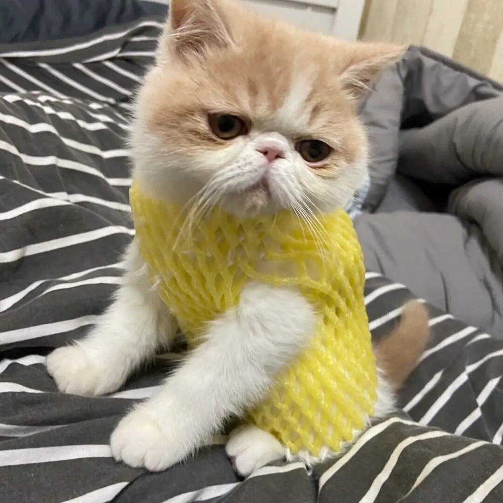 10 加菲猫