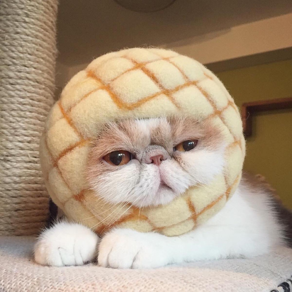 11 加菲猫
