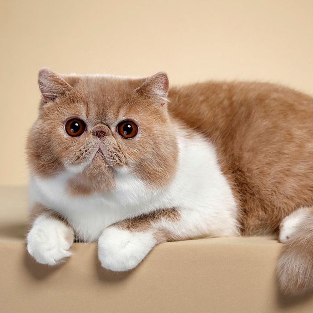 12 加菲猫