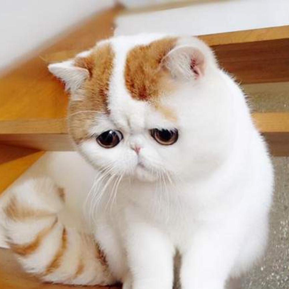 13 加菲猫