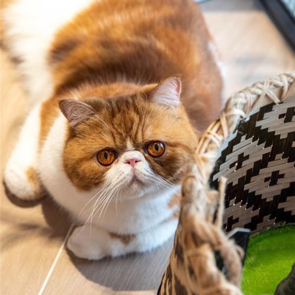 14 加菲猫
