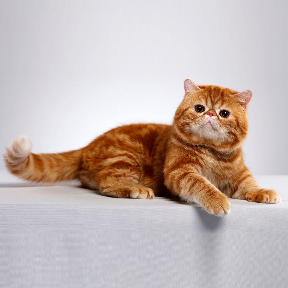 15 加菲猫