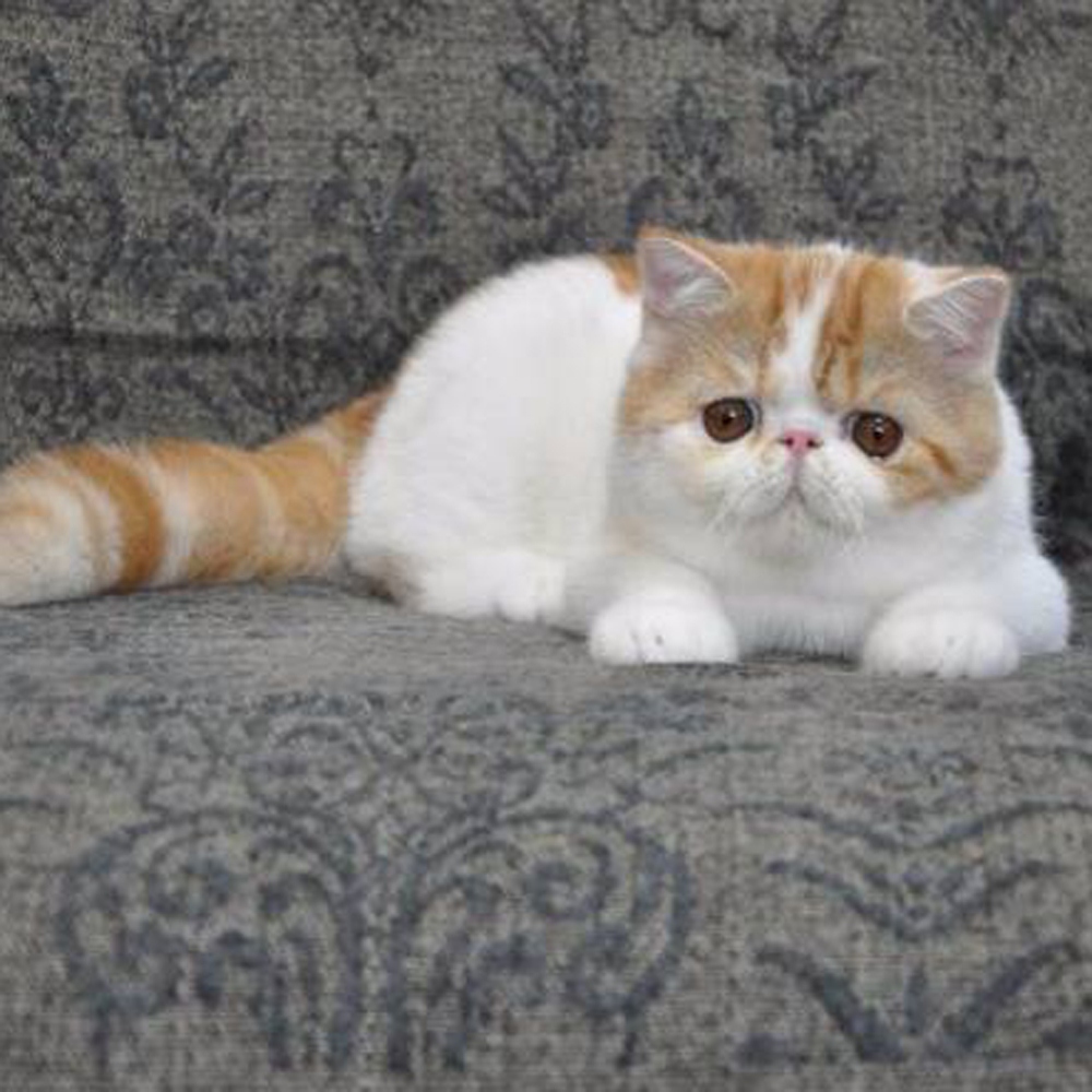 16 加菲猫