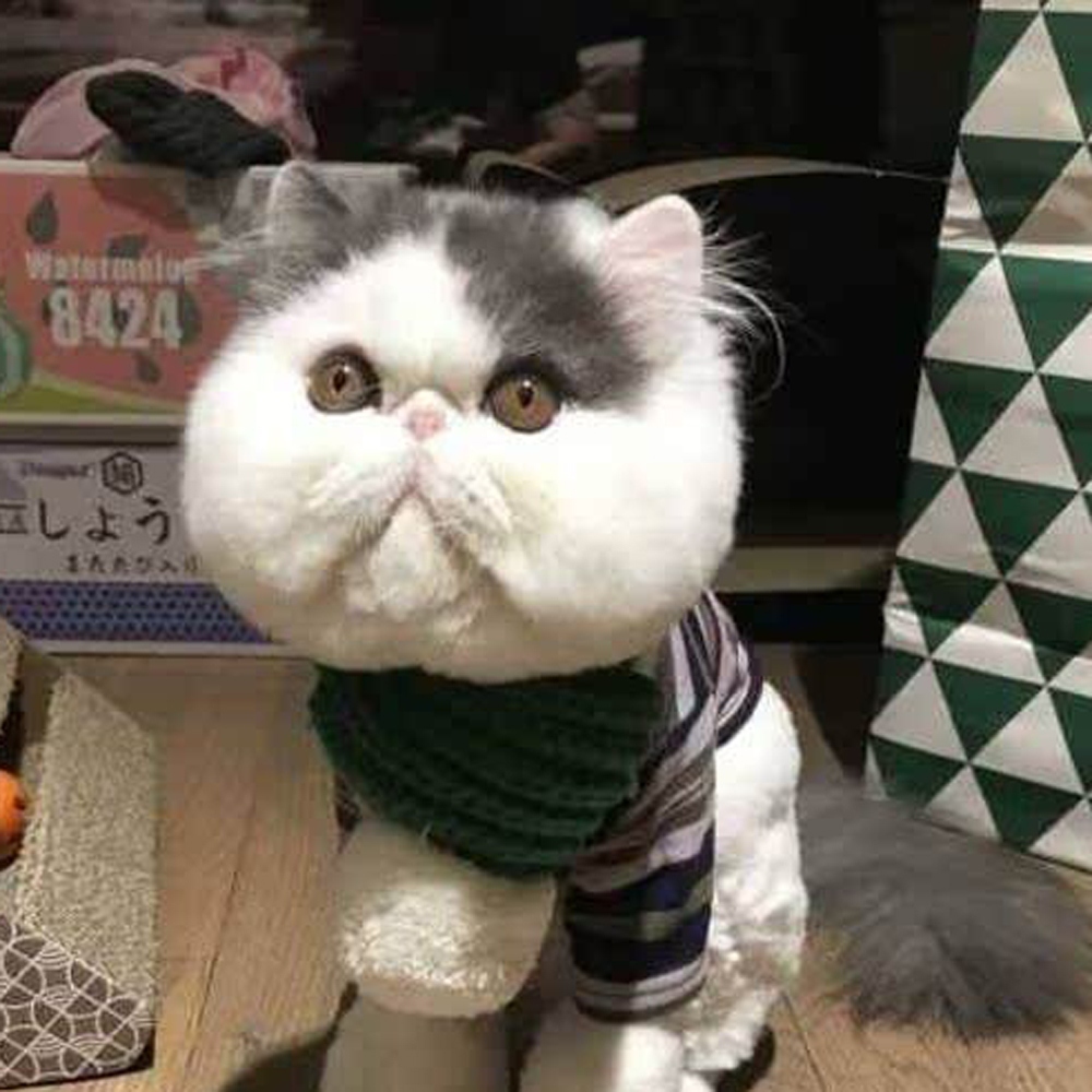 17 加菲猫