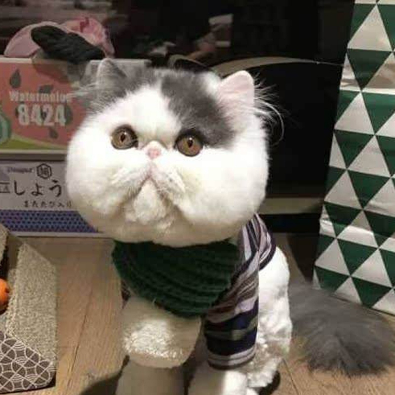 17 加菲猫