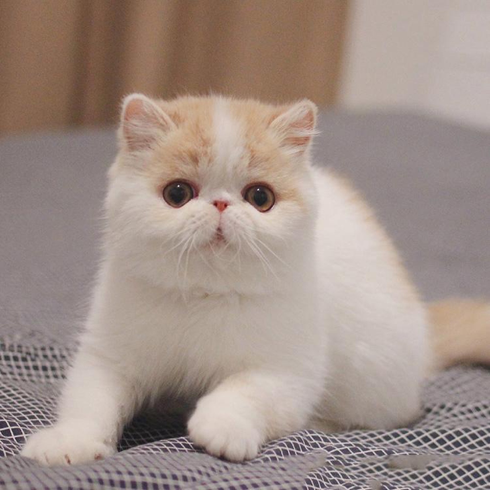 18 加菲猫