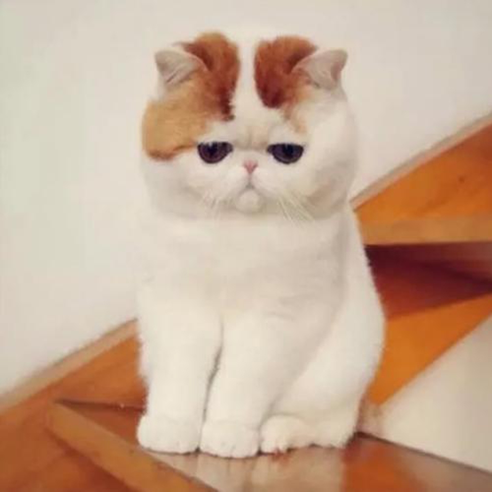 19 加菲猫