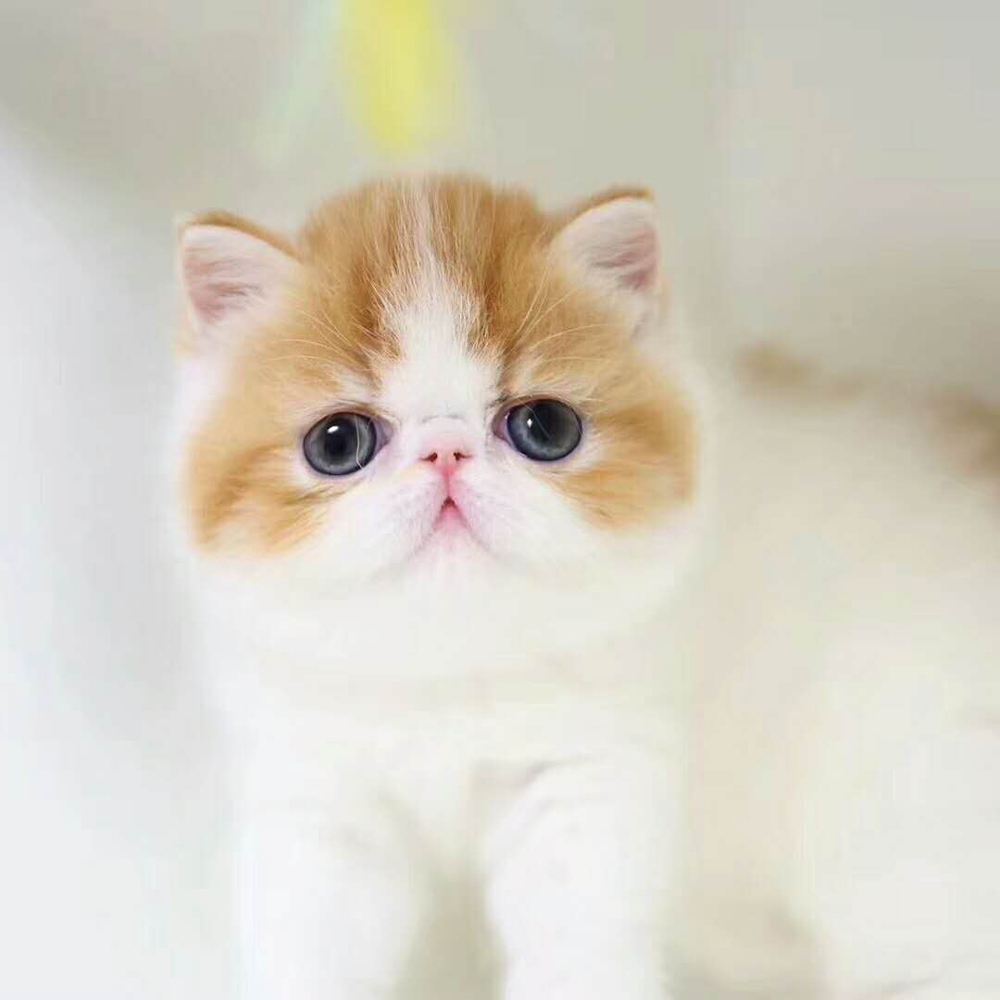 20 加菲猫