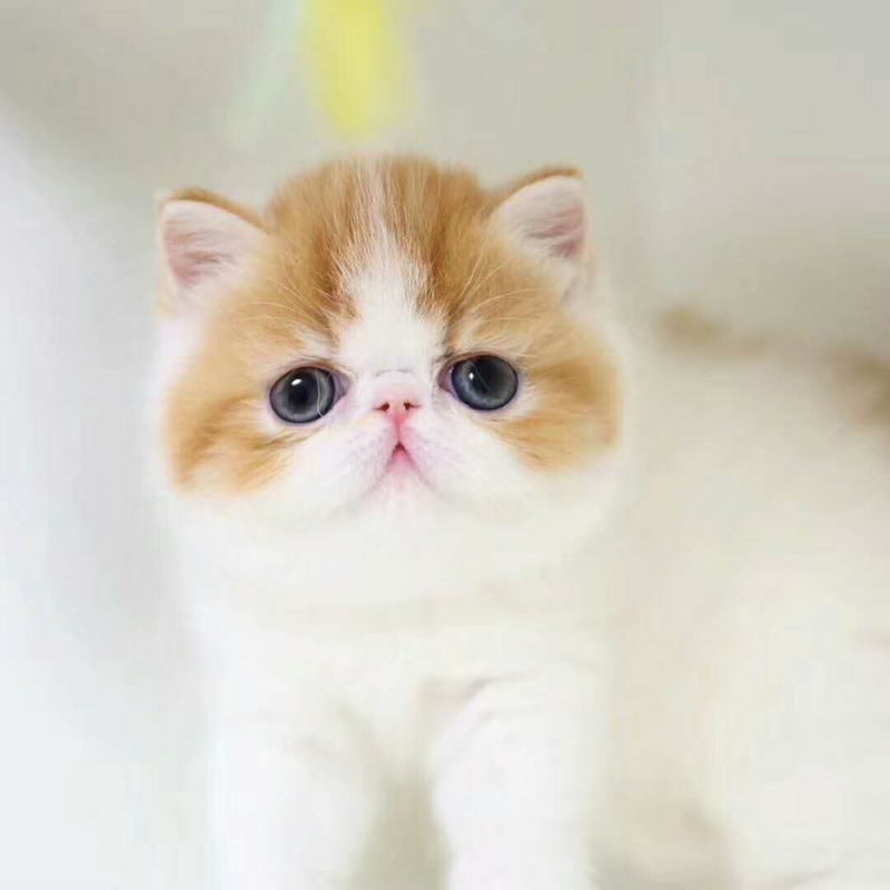 20 加菲猫